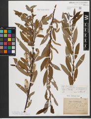 Foto von Salix triandra subsp. amygdalina (L.) Schübl. & G. Martens